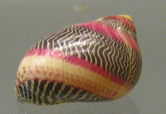 Neretina communis, zoom; family:
                                  Neritidae; region: Indo-Pacific
                                  region; such bright colors are rare