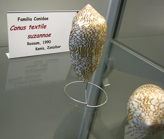 Conus textile suzannae; family:
                                  Conidae; region: Kenia, Sansibar
                                  (Africa); look like little bombs