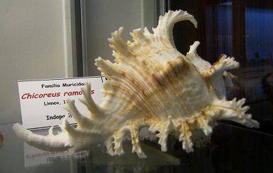 Chicoreus ramosus, zoom; family:
                                  Muricidae; region: Indo-Pacific
                                  region; looks like a dinosaurus