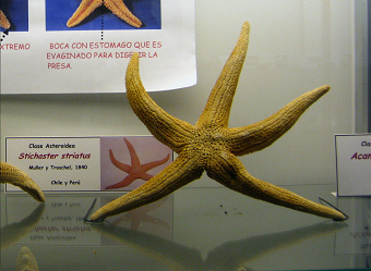 Stichaster striatus, zoom; family:
                          Asteroidae; region: Chile and Peru; in this
                          upright position the starfish looks like a
                          comic figure