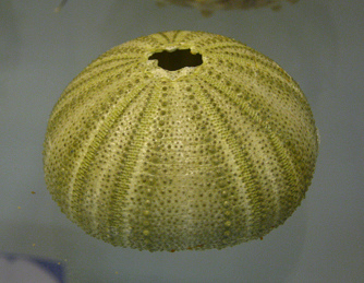 Urchin
                          Cidaris cidaris, zoom; family: Cidaridae;
                          region: whole world (cosmopolitan) ni warm
                          waters; this is a dead shell without
                          thorns...